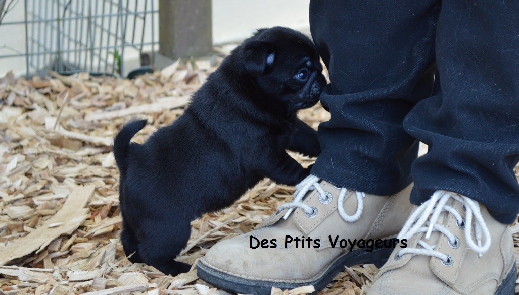 Naguïni Des Ptits Voyageurs